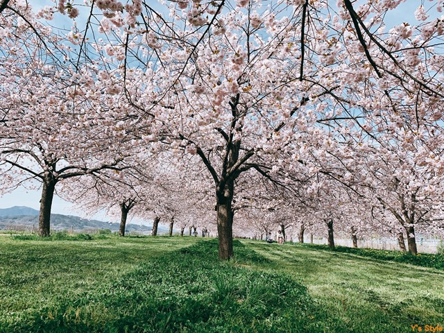小布施パーキングエリア 下り線 風光明媚そして絶景の桜をパーキングエリアから見に行けます 日本の街 小布施町 長野 Y S Style 人生のindex化計画